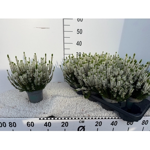 CALLU BL VERENKA