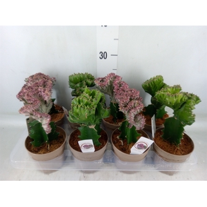 Euphorbia   ...mix
