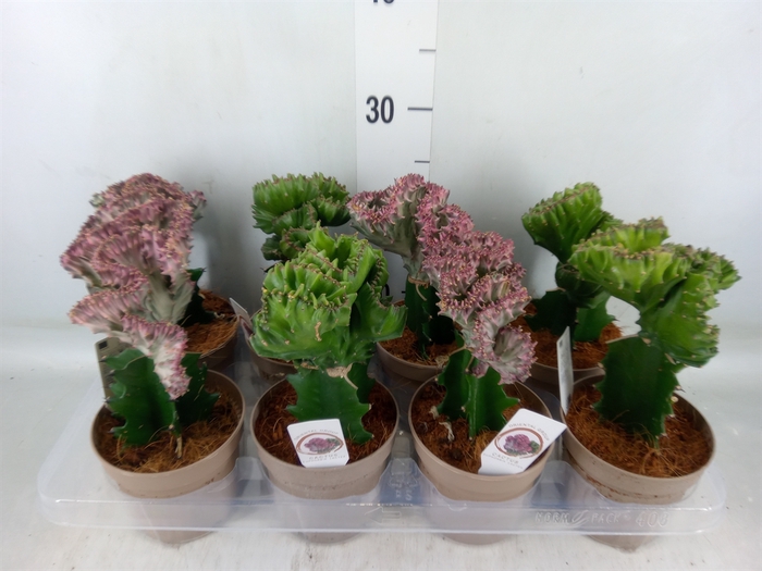 <h4>Euphorbia   ...mix</h4>