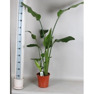 STRELITZIA NICOLAI