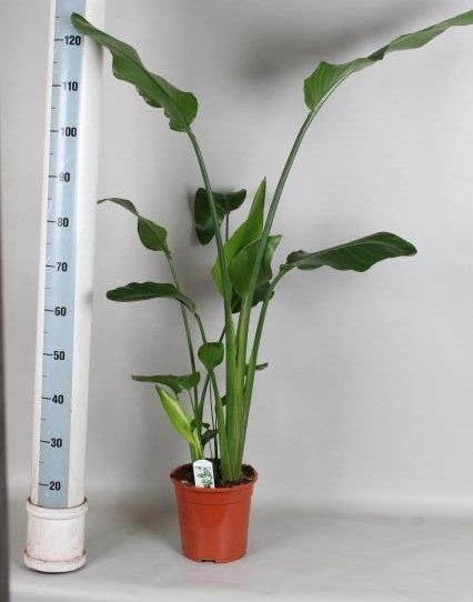 <h4>STRELITZIA NICOLAI</h4>