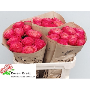 R GR WINDSOR CHARME+