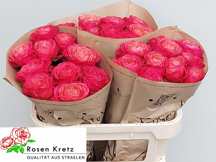 <h4>R GR WINDSOR CHARME+</h4>