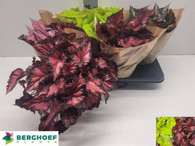 <h4>BEG BEL GEM</h4>