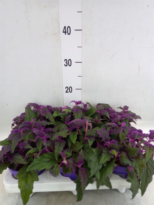 <h4>Tradescantia   ...</h4>