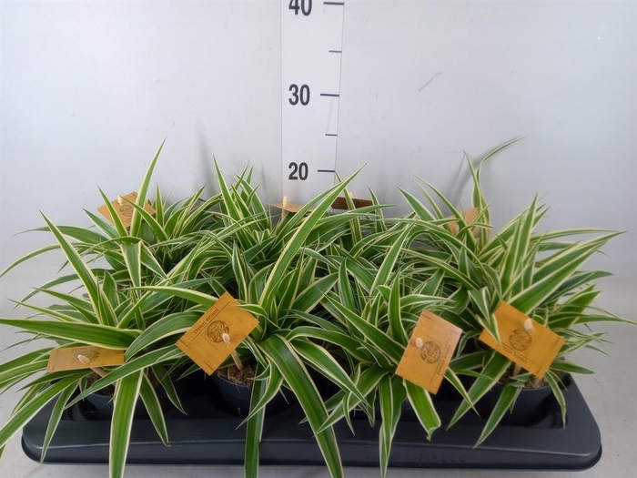 <h4>Chlorophytum com. 'Ocean'</h4>