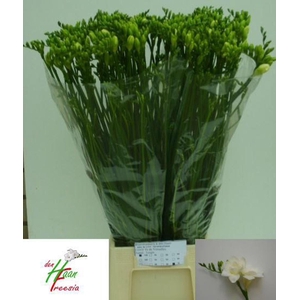 Freesia du Versailles