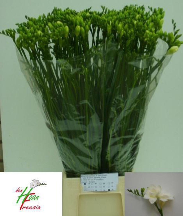 <h4>Freesia du Versailles</h4>