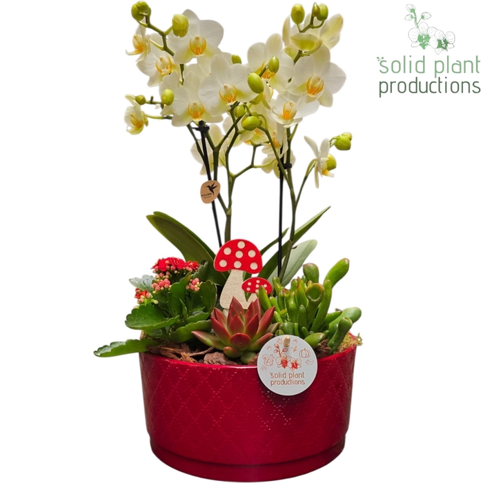 <h4>PE004 Stella Red Echeveria</h4>
