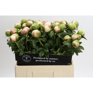 Paeonia Colonel Owen Cousins