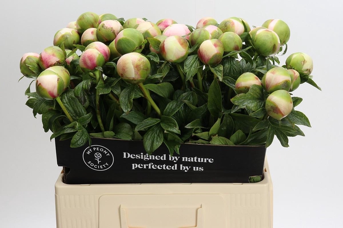 <h4>Paeonia Colonel Owen Cousins</h4>