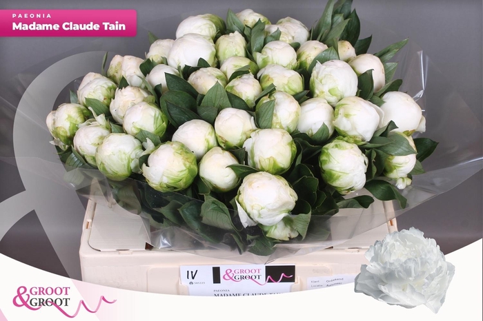 <h4>PAEO L MME CL TAIN</h4>