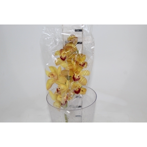 CYMBIDIUM HT MIN 9 FLS LARANJA