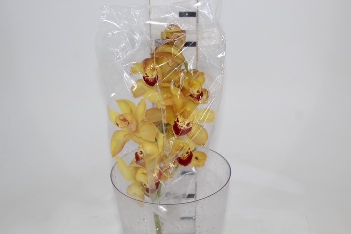 CYMBIDIUM HT MIN 9 FLS LARANJA