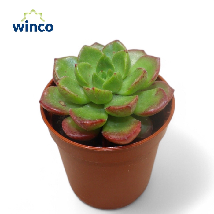 <h4>Echeveria Affinus Red</h4>