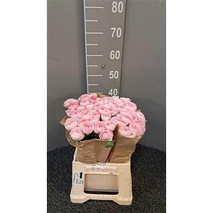 Ran Suc Ex Lady Rosa