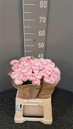 <h4>Ran Suc Ex Lady Rosa</h4>