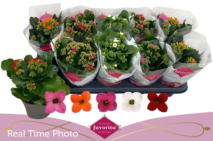 <h4>KAL EN GEM 5 KL</h4>