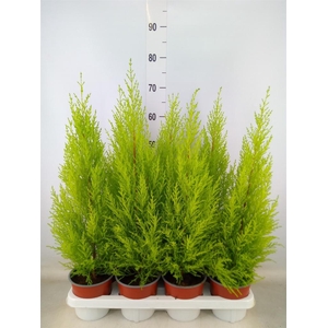 Cupressus macro. 'Goldcrest Wilma'