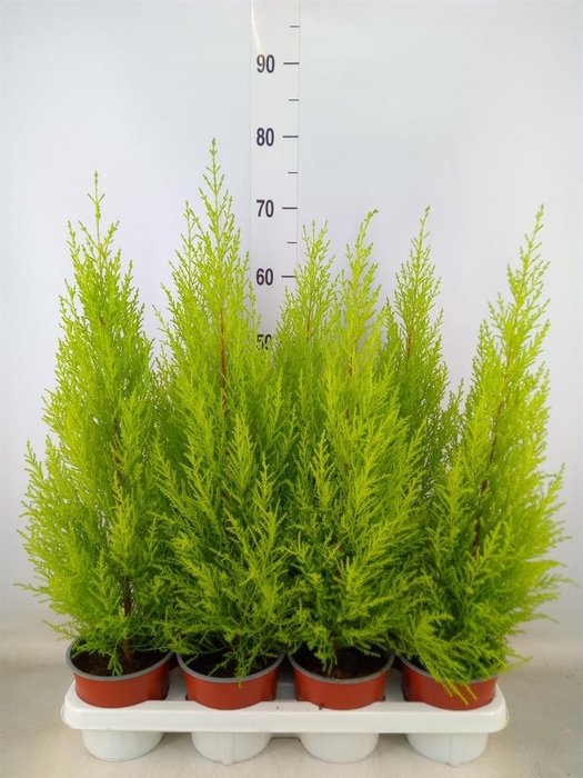 <h4>Cupressus macro. 'Goldcrest Wilma'</h4>