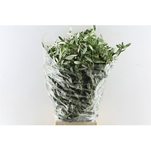 Olijf 300 Gram