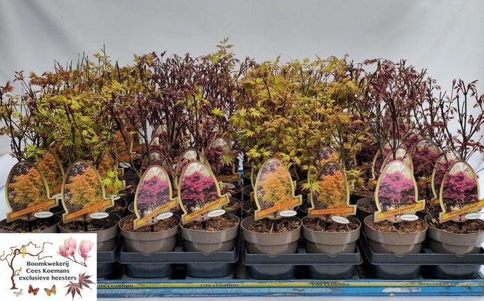 <h4>ACER PALMATUM</h4>