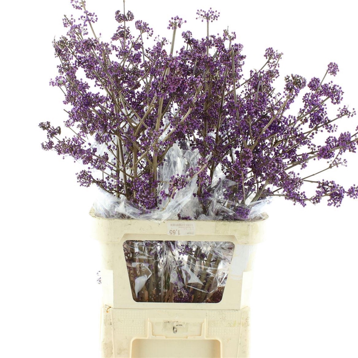 <h4>Callicarpa Bod Profu 100 Cm Extra</h4>