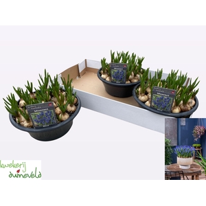 Muscari  'Big Smile'