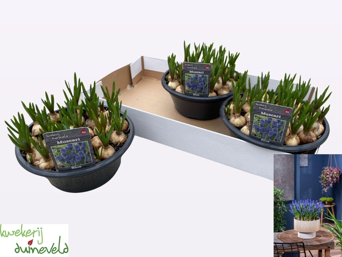 <h4>Muscari  'Big Smile'</h4>