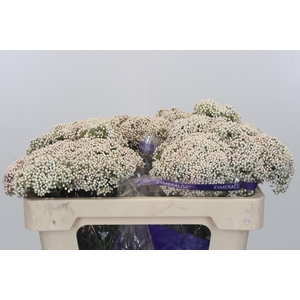 Ozothamnus Cooks Snow White