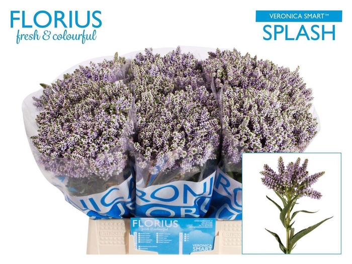 Veron Smart Splash Spray