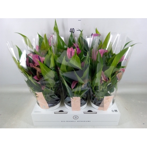 Anthurium  'Zizou'