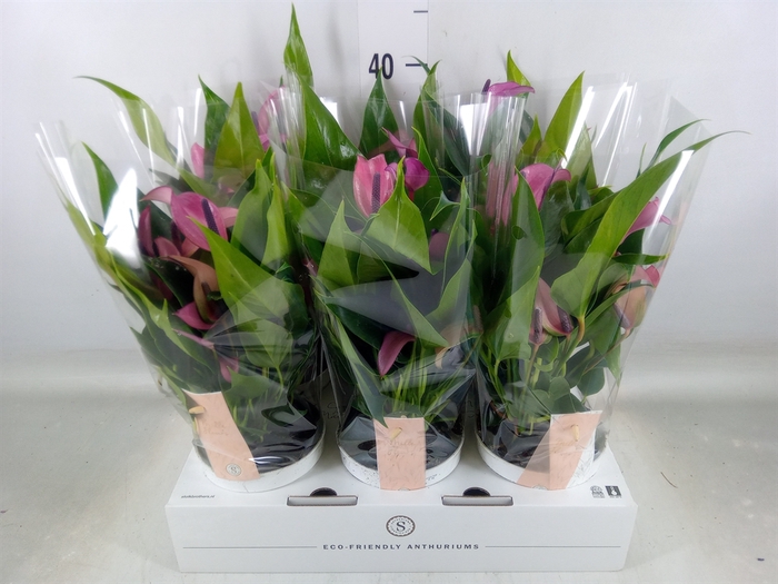<h4>Anthurium  'Zizou'</h4>