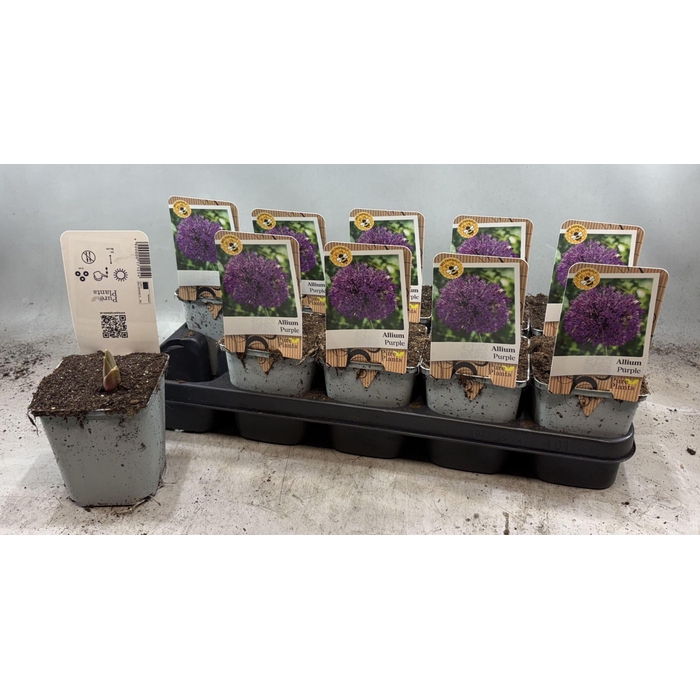 <h4>Allium   ...</h4>