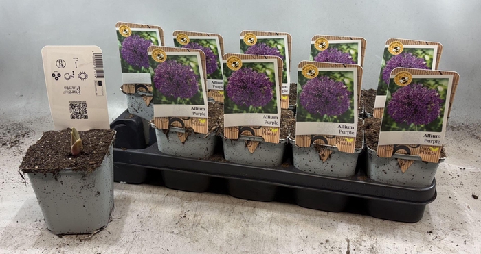 <h4>Allium   ...</h4>