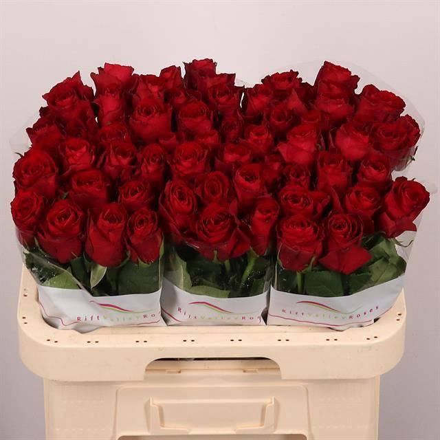 <h4>R GR MADAM RED</h4>