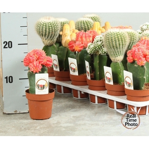 CACTUS GEM