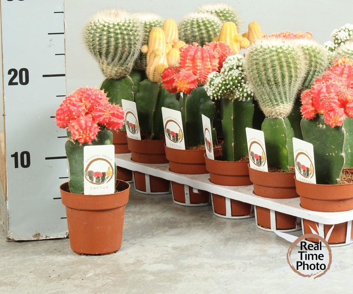 <h4>CACTUS GEM</h4>