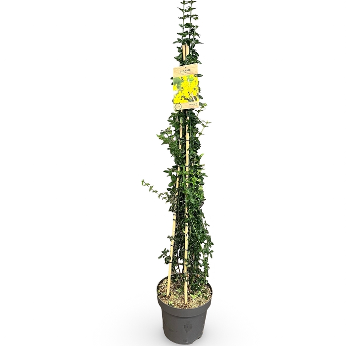 <h4>Jasminum nudiflorum cane 125-150 C12</h4>