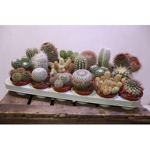 Cactus Gem
