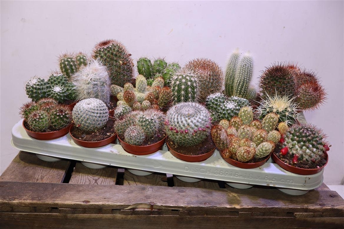 <h4>Cactus Gem</h4>