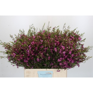 Chamelaucium Purple Rain