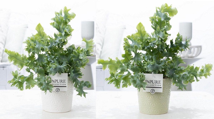 <h4>Phlebodium Davana in P&PURE Juliette ceramics ass.2</h4>