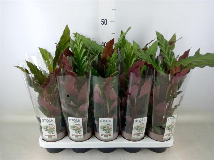 <h4>Calathea rufibarba</h4>