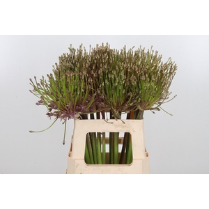 Allium Schuberti