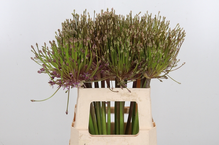 <h4>Allium Schuberti</h4>