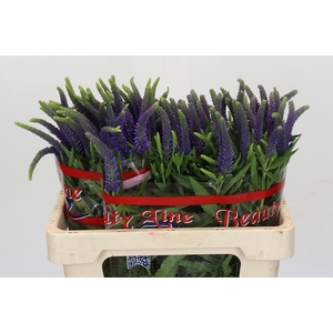 Veronica Skyler Blue