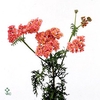Achillea bianca classic