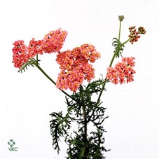 Achillea bianca classic