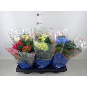 Hydrangea mac.   ...mix